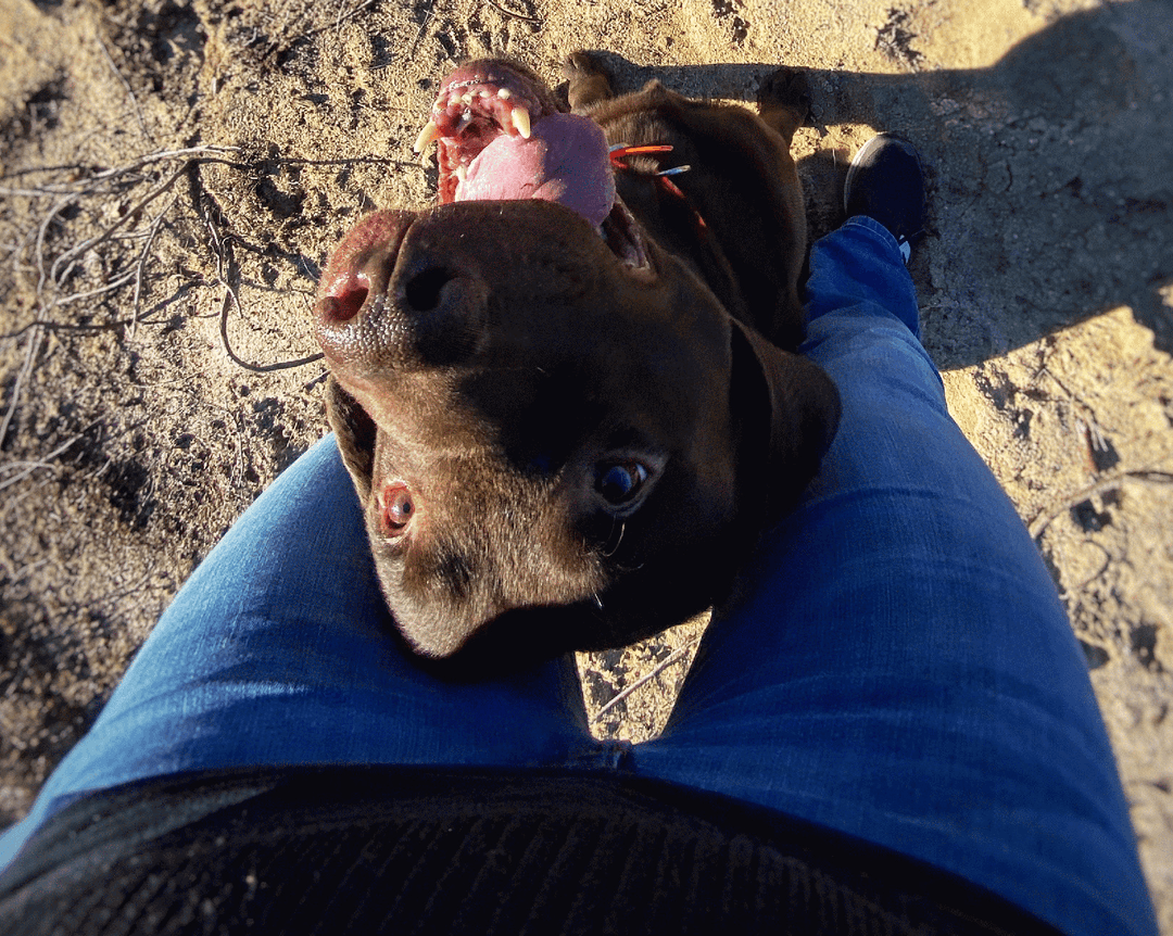 Annika Böhme - Hundetrainerin